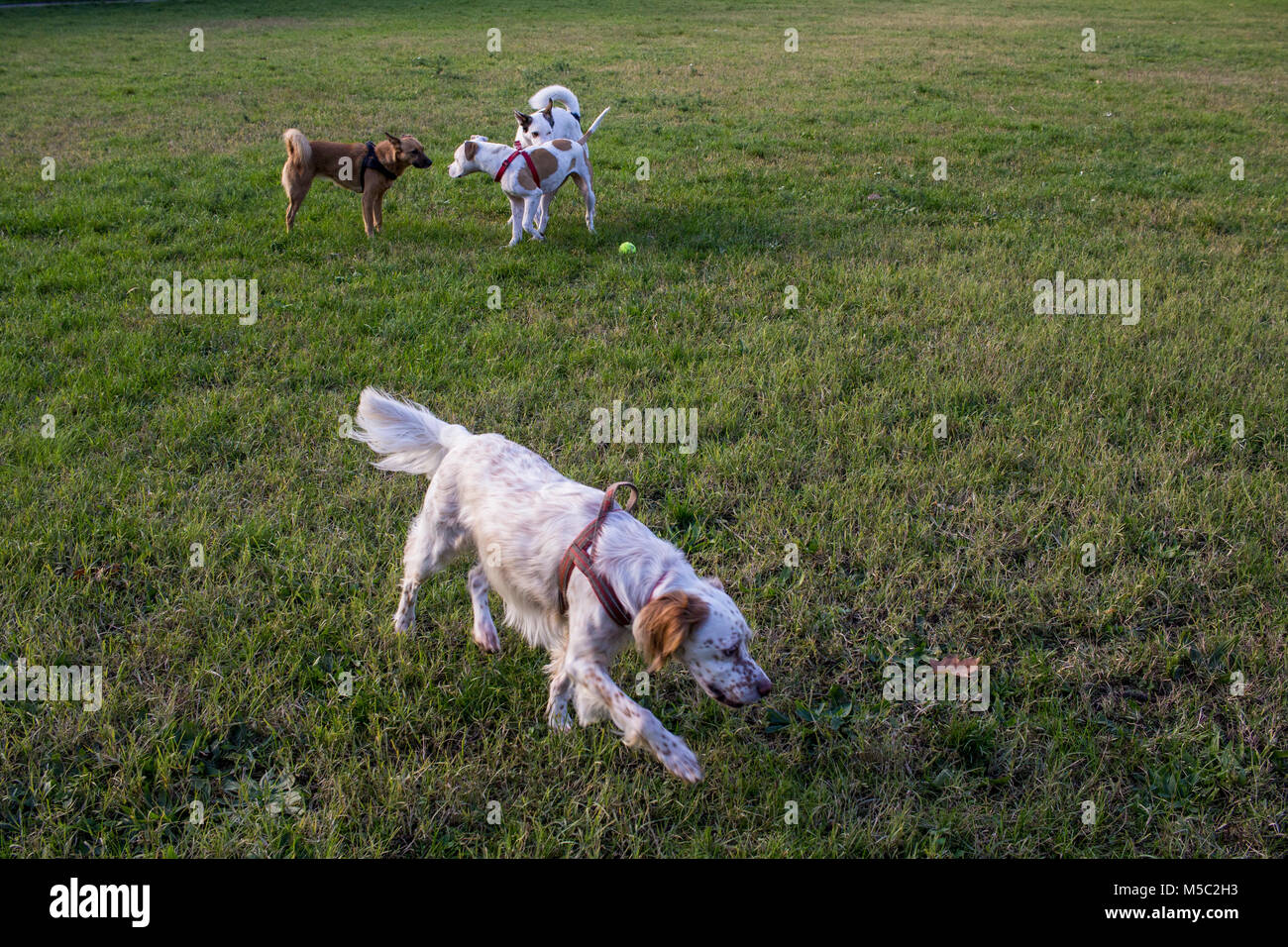 Tres perros en el parque en el muelle Foto de stock