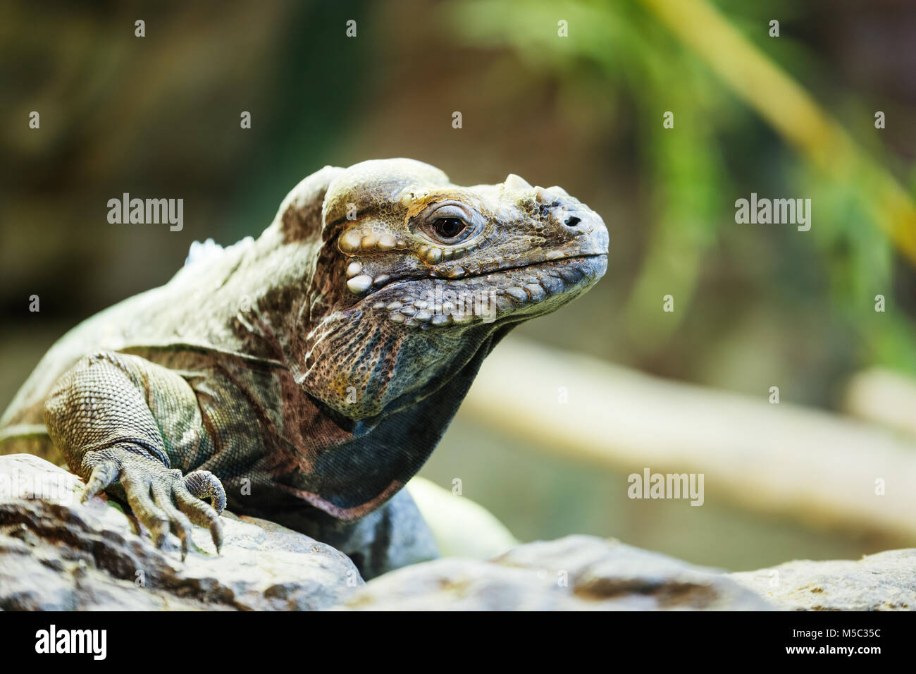 Reptil leguan sentándose en una roca Foto de stock