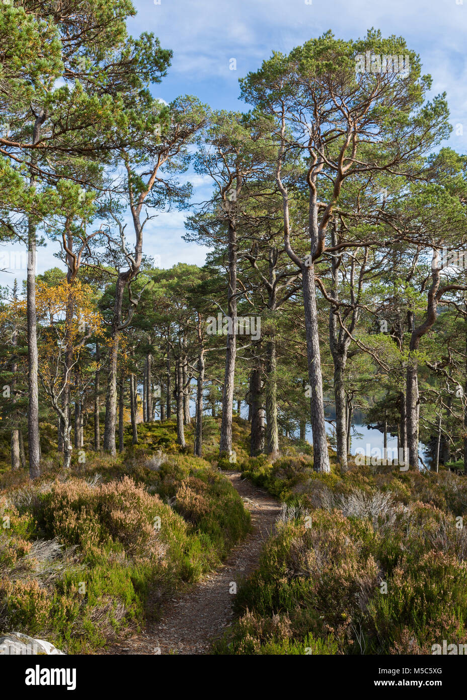 La Comisión Forestal de Escocia Affric Río camino a través de los Pinos escoceses, Glen Affric, Escocia. Foto de stock