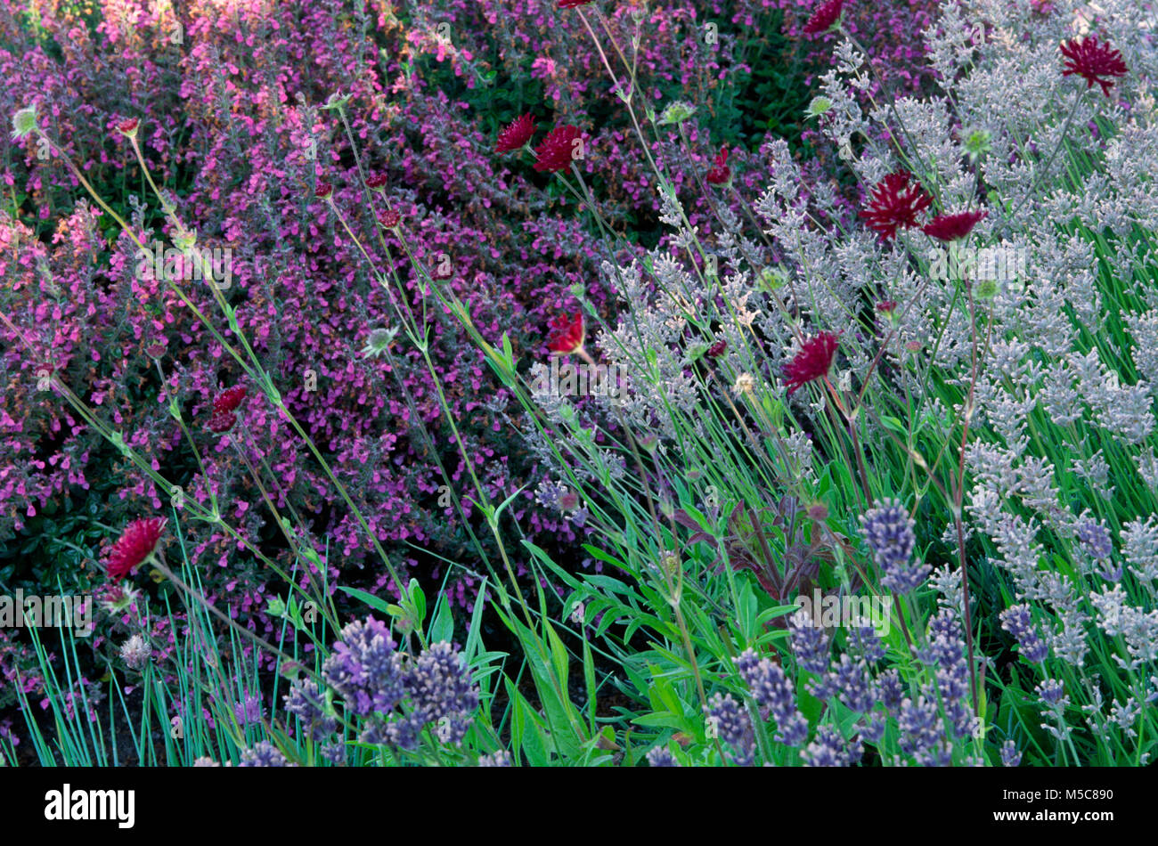 Plantas combinatio de azul y púrpura y rojo : nepeta, kautia, lavanda, Foto de stock