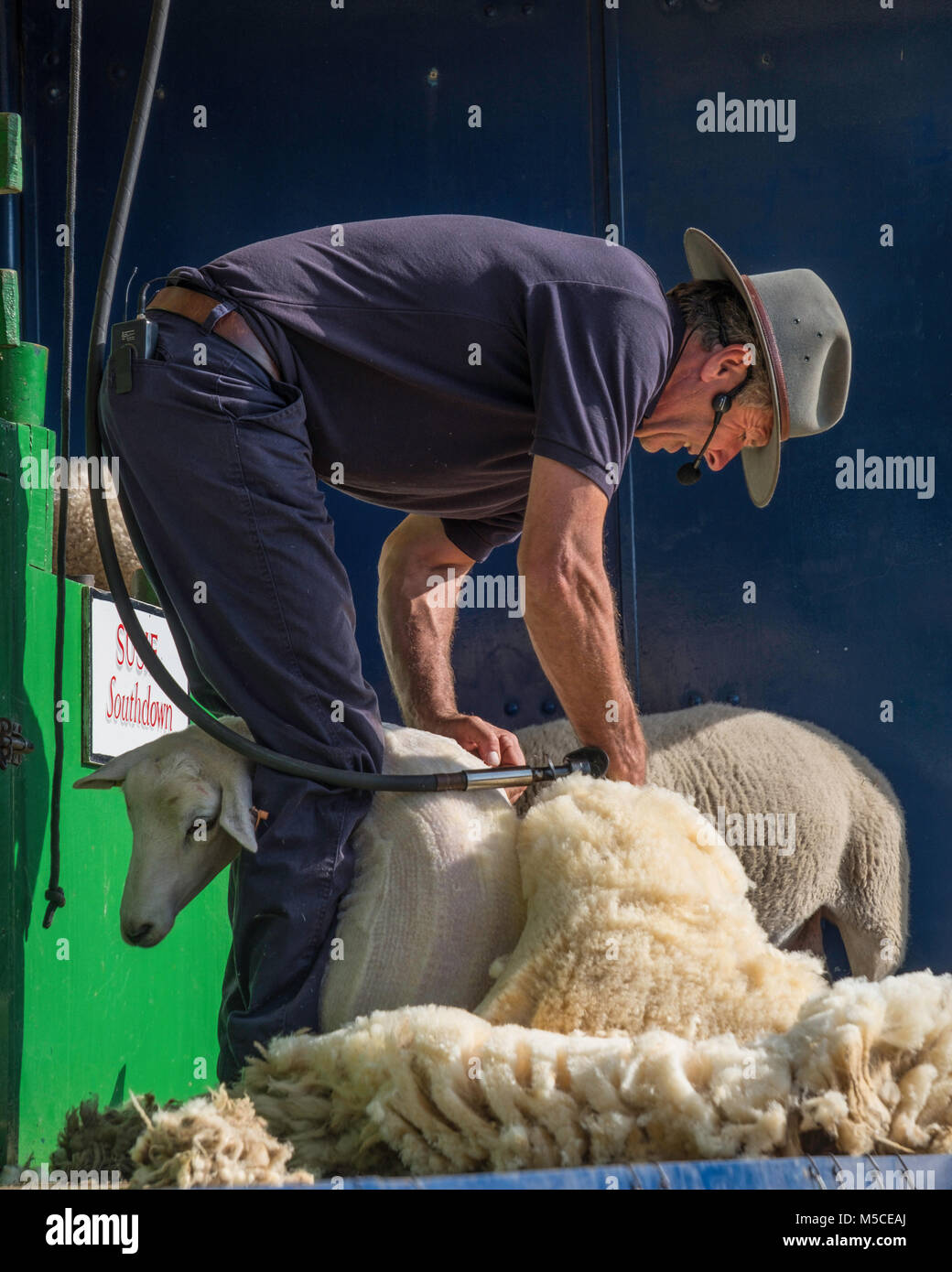 Demostración de esquila de ovejas en un paisaje muestran. Foto de stock