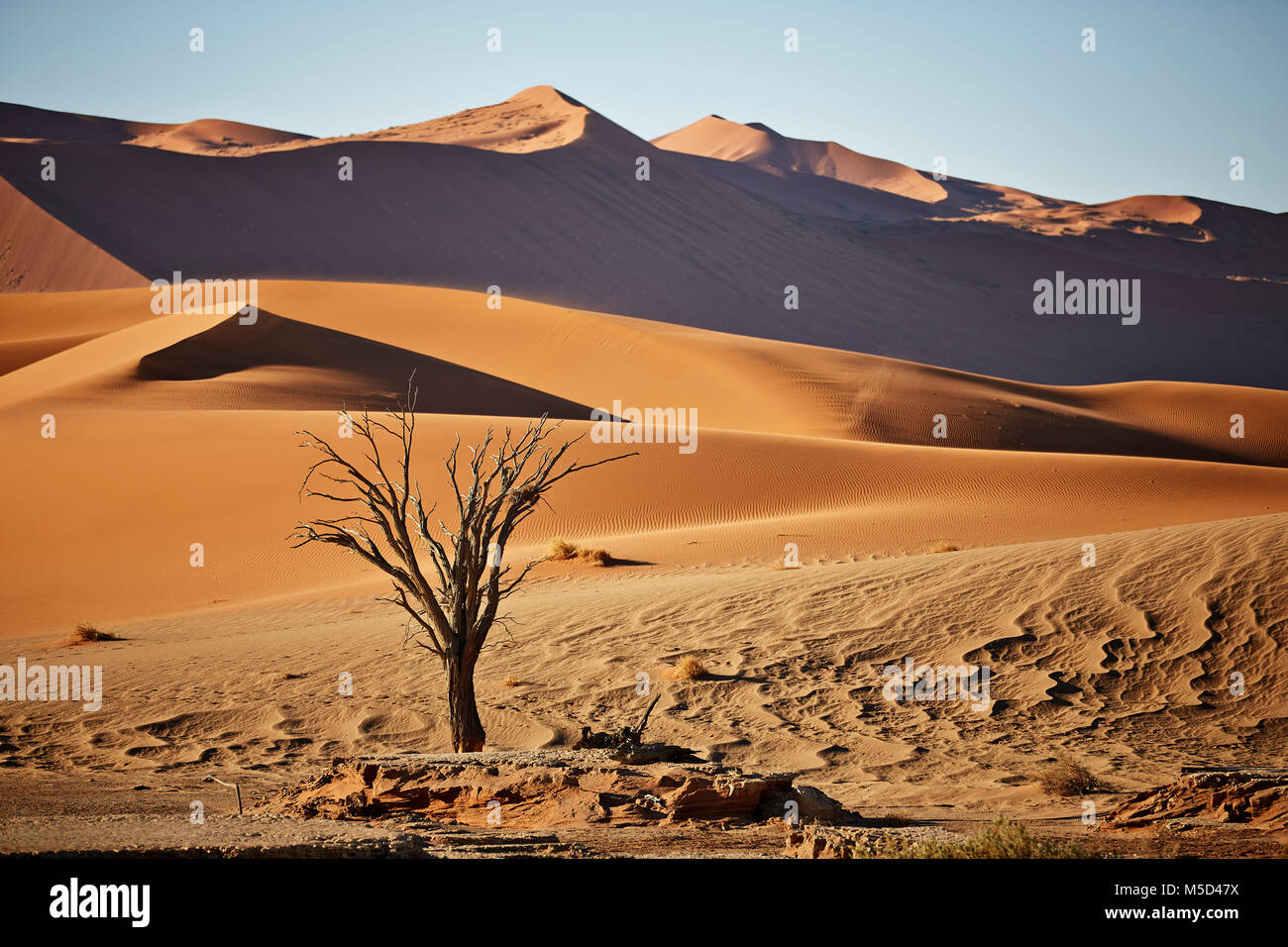 Muertos camelthorn tree (Vachellia erioloba) delante de las dunas de arena, Sossusvlei, el desierto de Namib, el Parque Nacional Namib-Naukluft Foto de stock