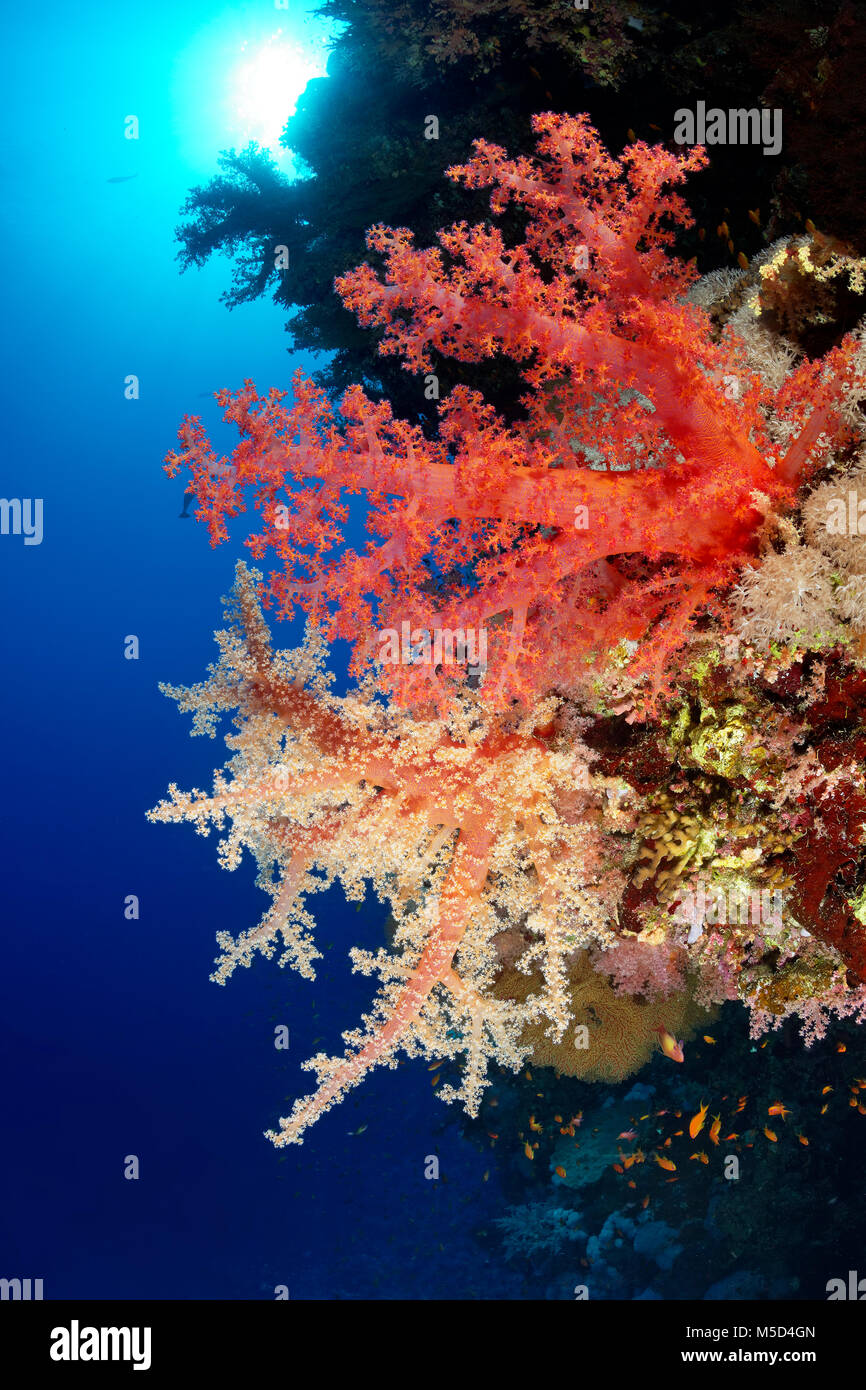 Los arrecifes de coral, de diferentes colores suaves del Klunzinger Coral (Dendronephthya klunzingeri), rojo, rojo, Mar Rojo, Egipto Foto de stock