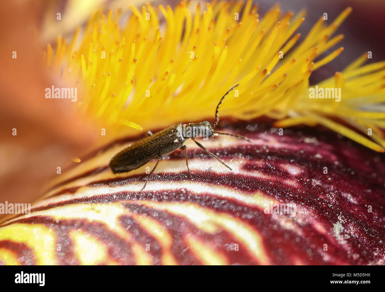 Los escarabajos, colores, flores, flores, macro, con colores saturados, shell, la textura, el escarabajo inusual Foto de stock