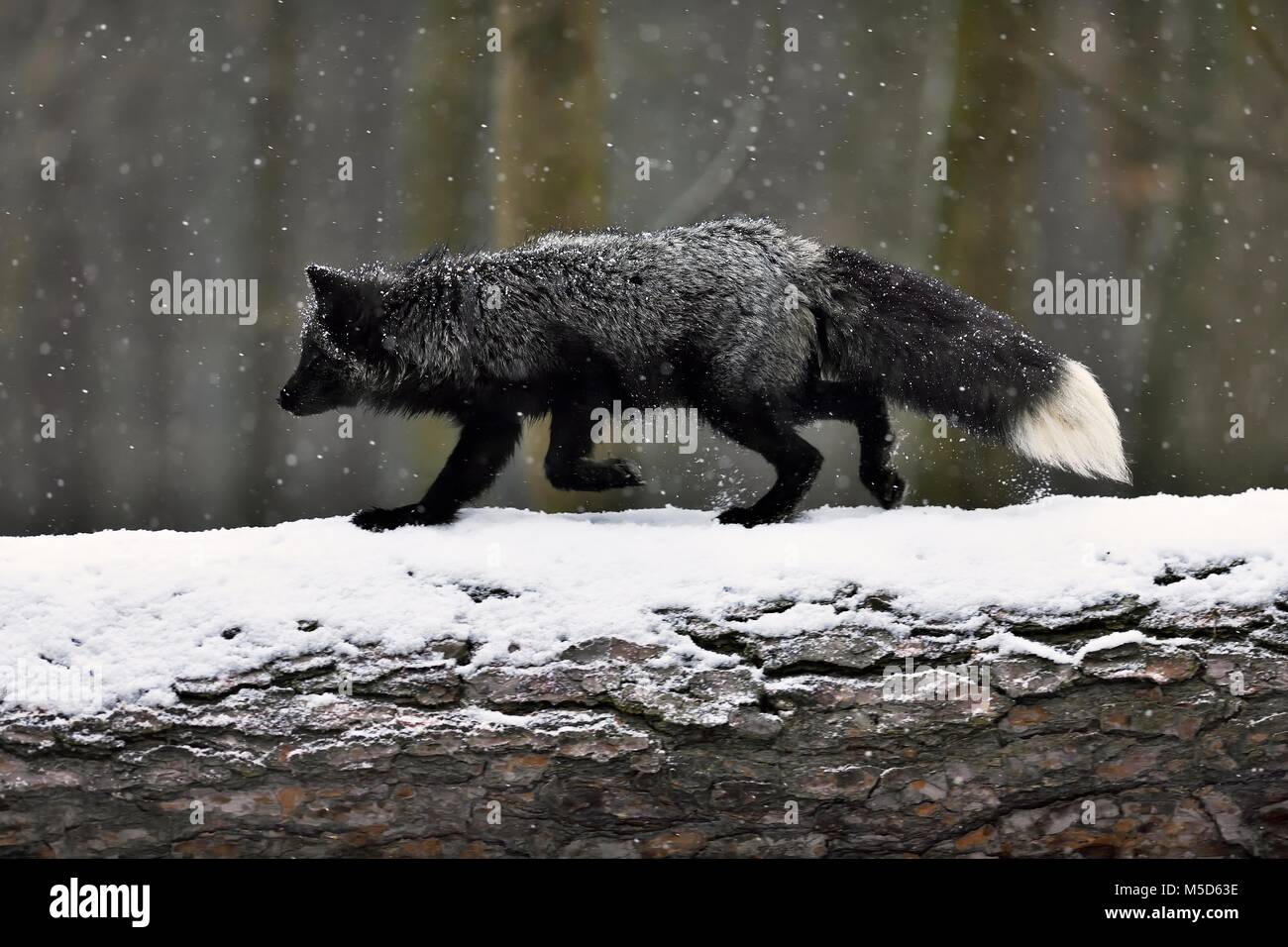 Zorro plateado, negro oscuro, las variaciones del color del Zorro Rojo (Vulpes vulpes), se ejecuta a través de un tronco de árbol en la nieve, cautiva Foto de stock