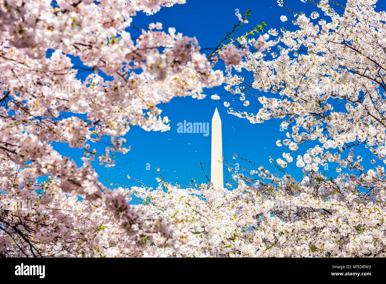 Washington, DC, Estados Unidos de América en la temporada de primavera. Foto de stock