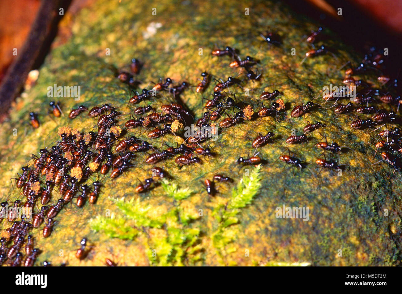 Las termitas, Termitoidae, migración, insectos, animales, Sarawak, Borneo Foto de stock