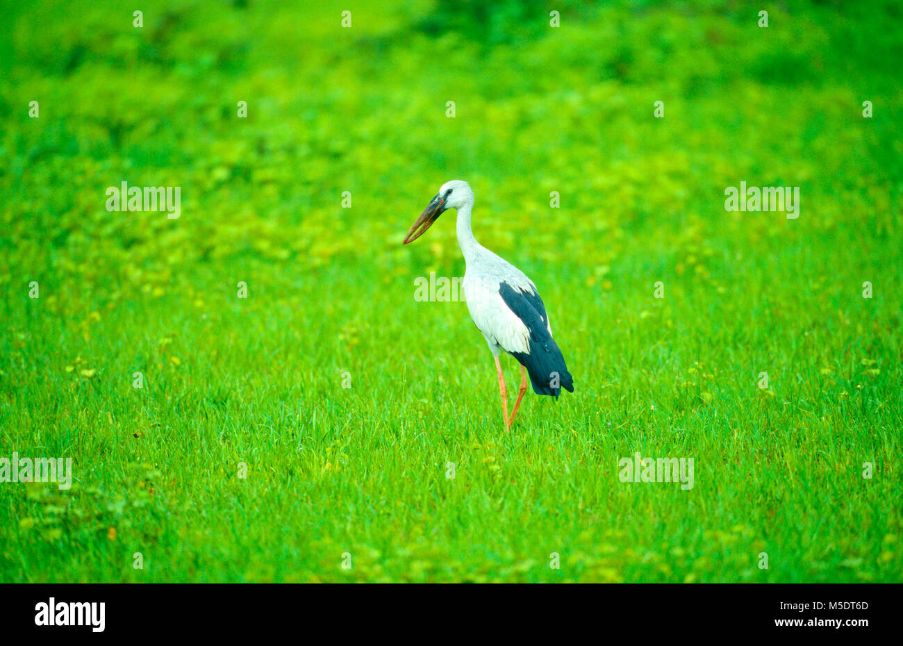 Asian Openbill Anastomus oscitans Ciconiidae,,, aves, animales, el Parque Nacional de Yala, Sri Lanka Foto de stock