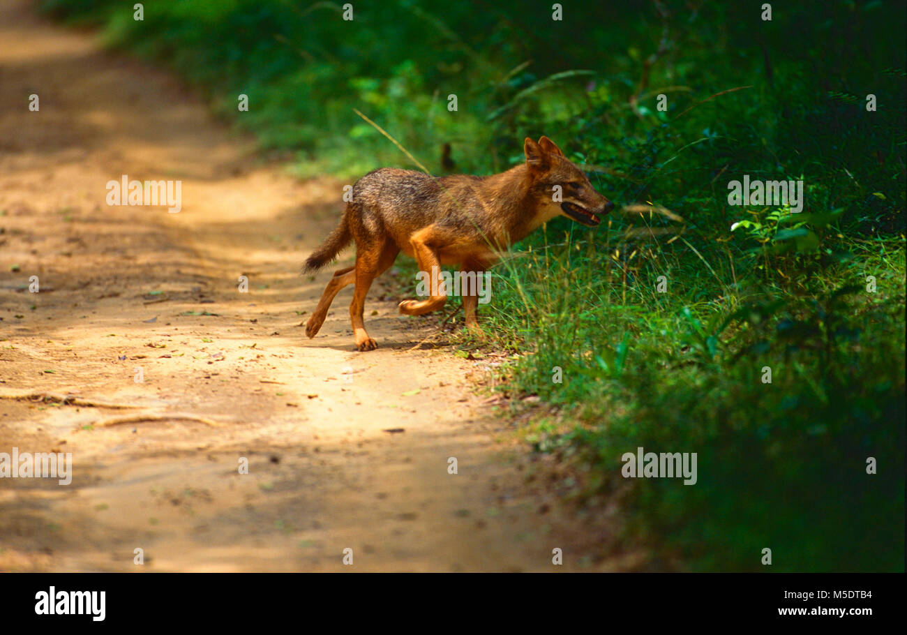 El Chacal dorado, Canis aureus, Canidae, Chacal, animal mamífero, el Parque Nacional de Yala, Sri Lanka Foto de stock