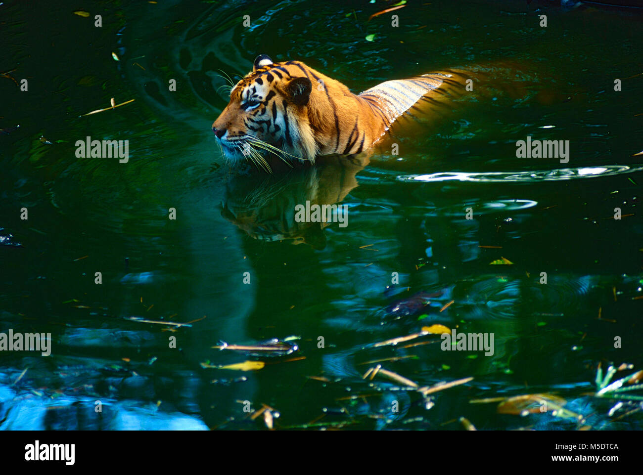 Tigre de Sumatra, Panthera tigris sondaica, Felidae, Tigre, depredador, natación, animales mamíferos, cautivo, Zoológico, Singapur Foto de stock