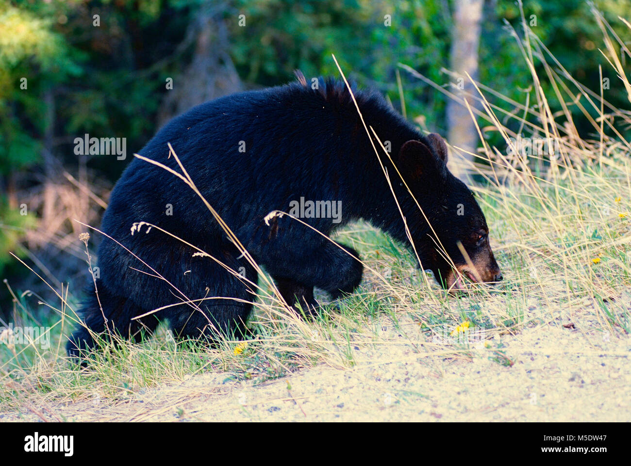 Oso Negro Ursus americanus, Ursidae, Oso, navegación, mamífero, animal, el Parque Nacional de Jasper, Alberta, Canadá Foto de stock