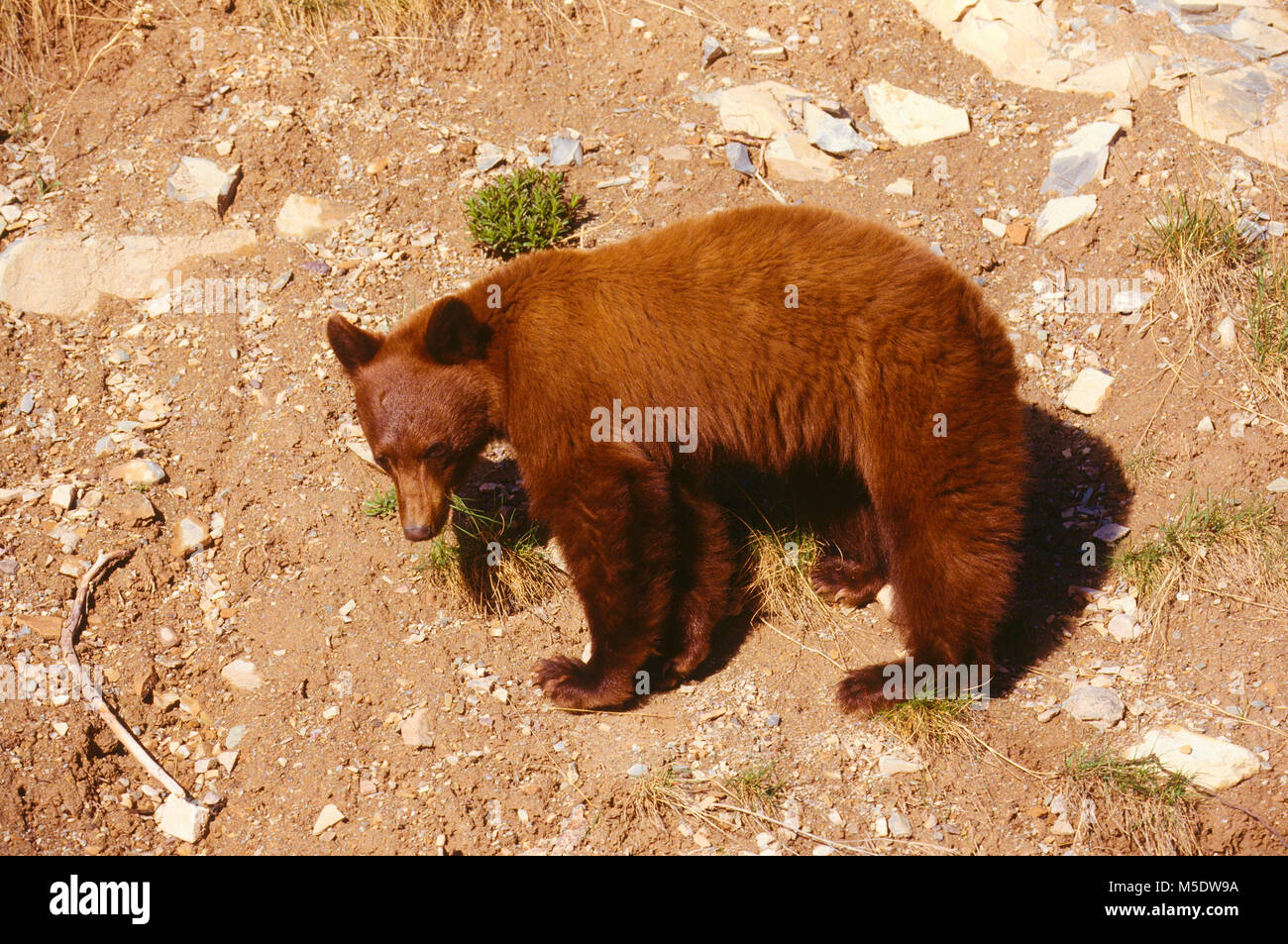 Oso Negro Ursus americanus, Ursidae, redbrown mutante, el oso, el mamífero, animal, Parque Nacional Waterton Lakes en Alberta, Canadá Foto de stock