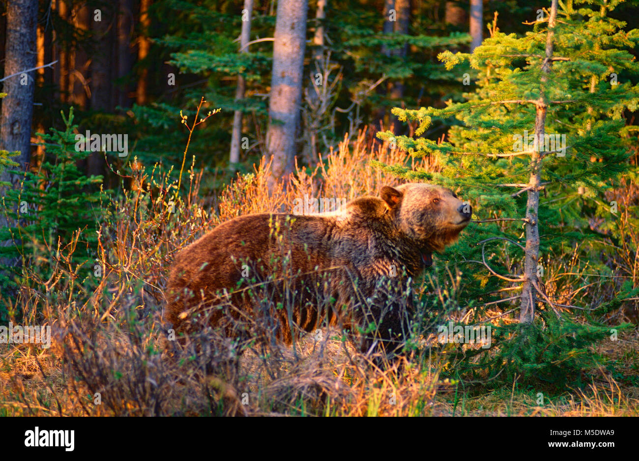Grizzly Bear, Ursus arctos, Ursidae, Tagged, el oso, el mamífero, animal, Kananskis Provincial Park, Alberta, Canadá Foto de stock