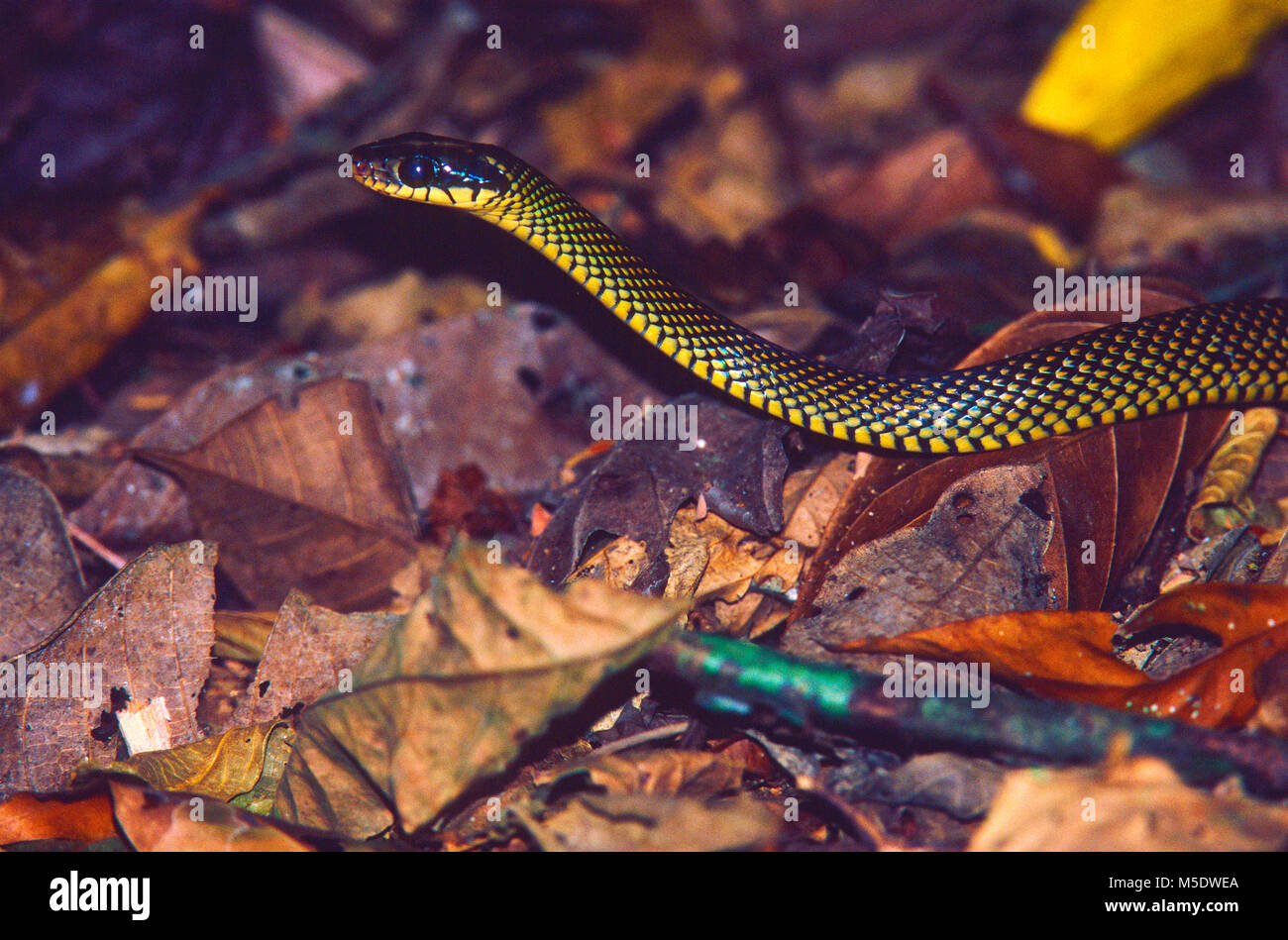 Racer, moteado Dryombius margaritiferus, Colubridae, serpientes, reptiles, animales, Costa Rica Foto de stock
