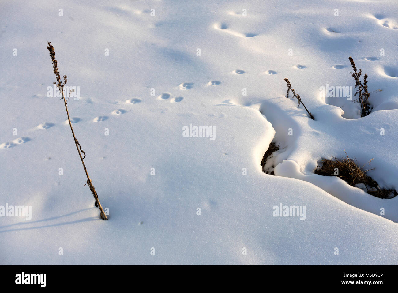La falta de nieve, Suiza, zona de esquí, esquí, Valais, Riederalp (animal, pista, pista Foto de stock