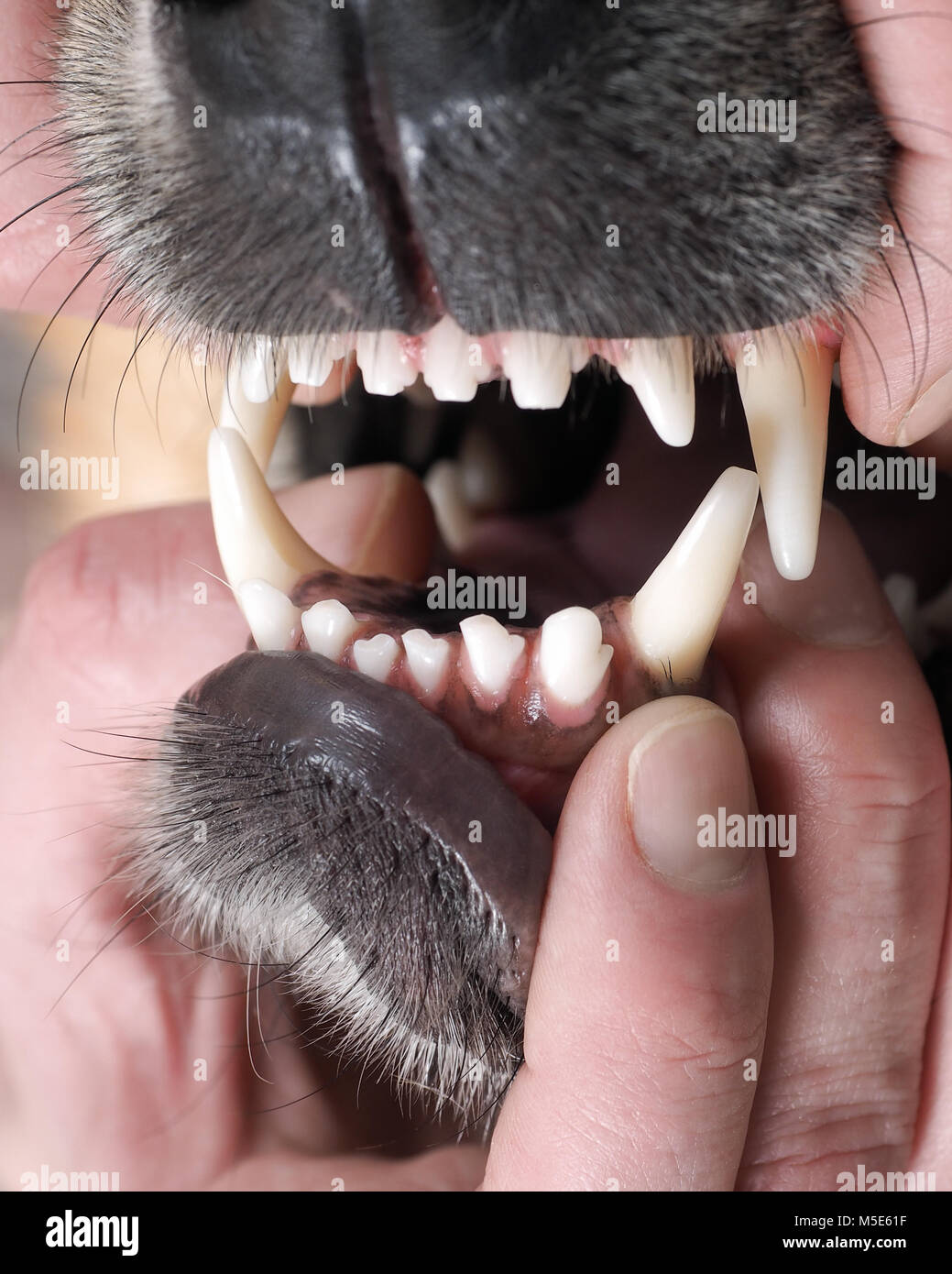 La mandíbula de un perro. manos humanas. Colmillos del perro miedo cerrar  Fotografía de stock - Alamy