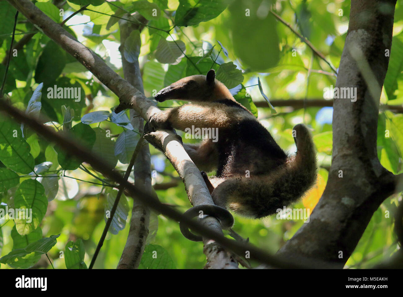 Norte salvaje Tamandua lamer las hormigas de un árbol en la selva del Parque Nacional Corcovado remota en el sur de Costa Rica Foto de stock