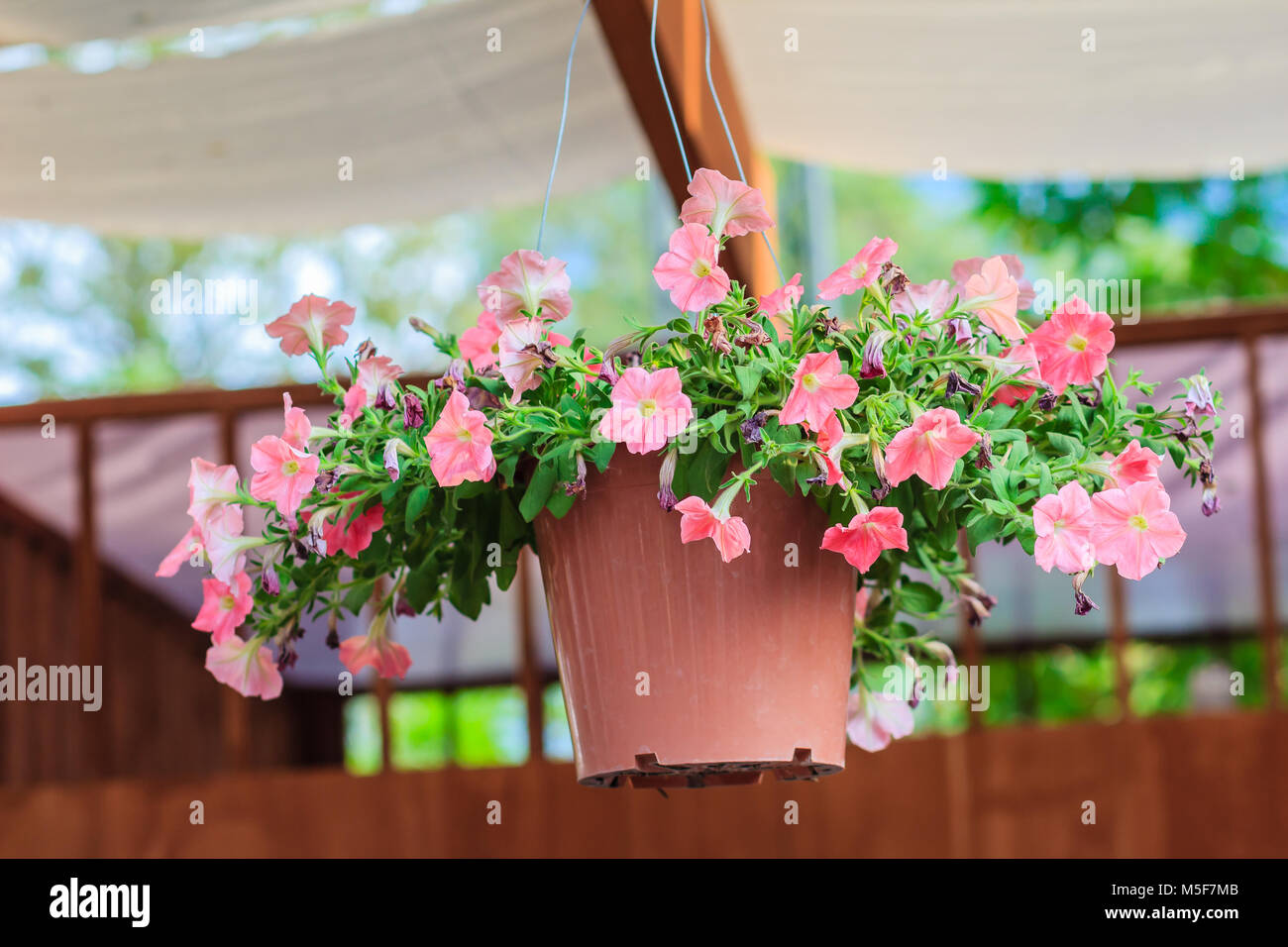 El propietario Estándar Exquisito Petunia hermosas flores en maceta Flores colgantes Fotografía de stock -  Alamy