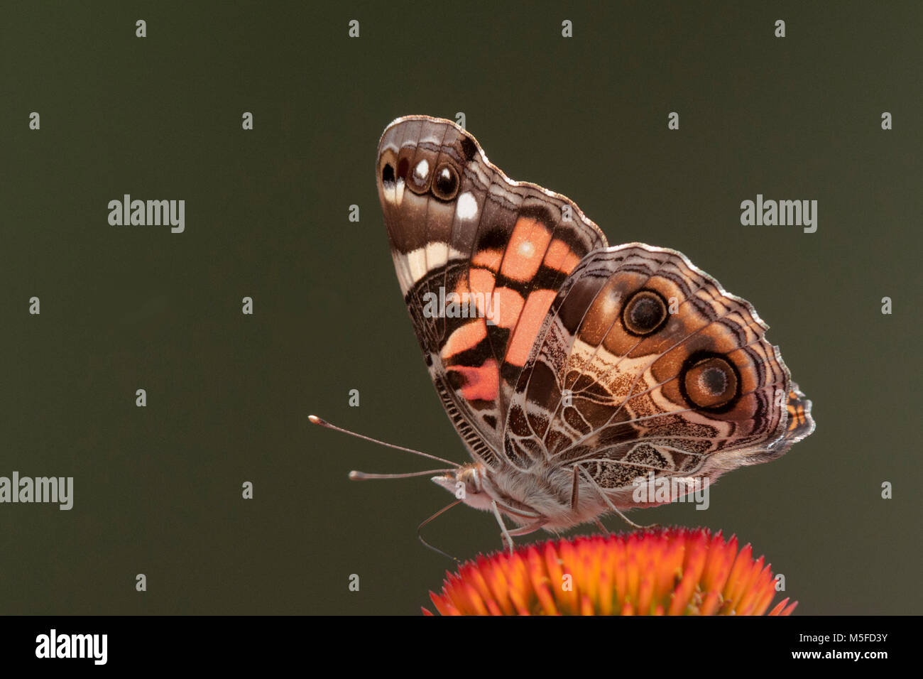 Una hermosa Pink Lady butterfly ha aterrizado en un cono flor para recopilar ector. Vista lateral con las alas plegadas contra un fondo de color verde oliva oscuro. Foto de stock