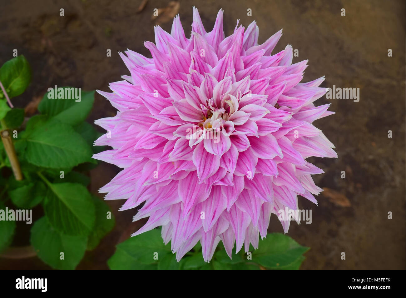 Flores en el jardín. Foto de stock