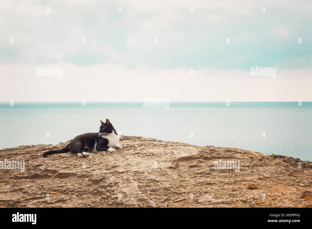 Gato en la playa fotografías e imágenes de alta resolución Alamy