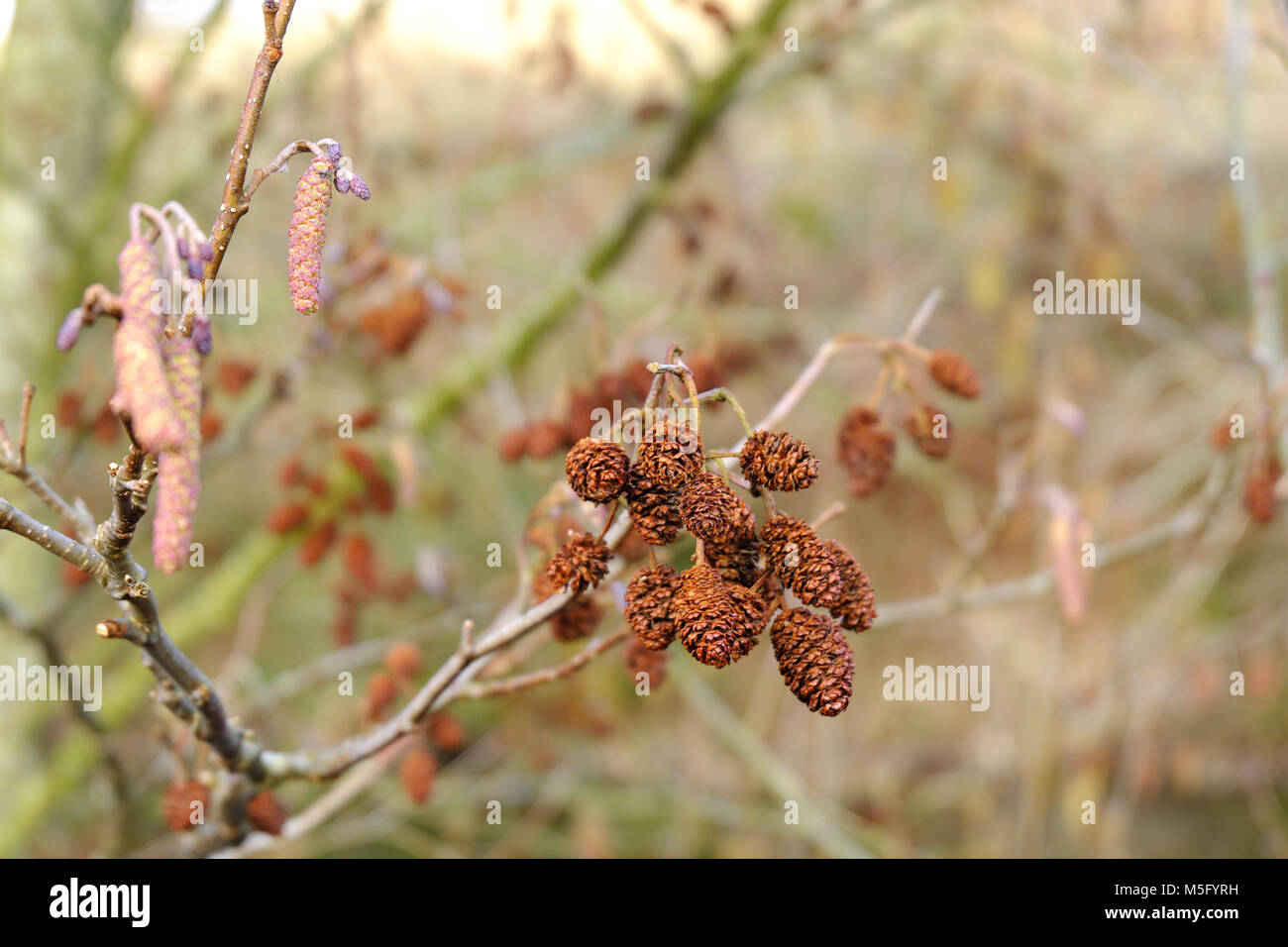 Alnus glutinosa (Aliso común amentos) en invierno. Foto de stock