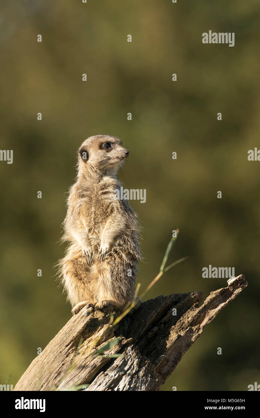 , Suricata suricata o suricat, animales cautivos,principios springdiffuse fondo verde. En el mirador de un árbol caído. Foto de stock
