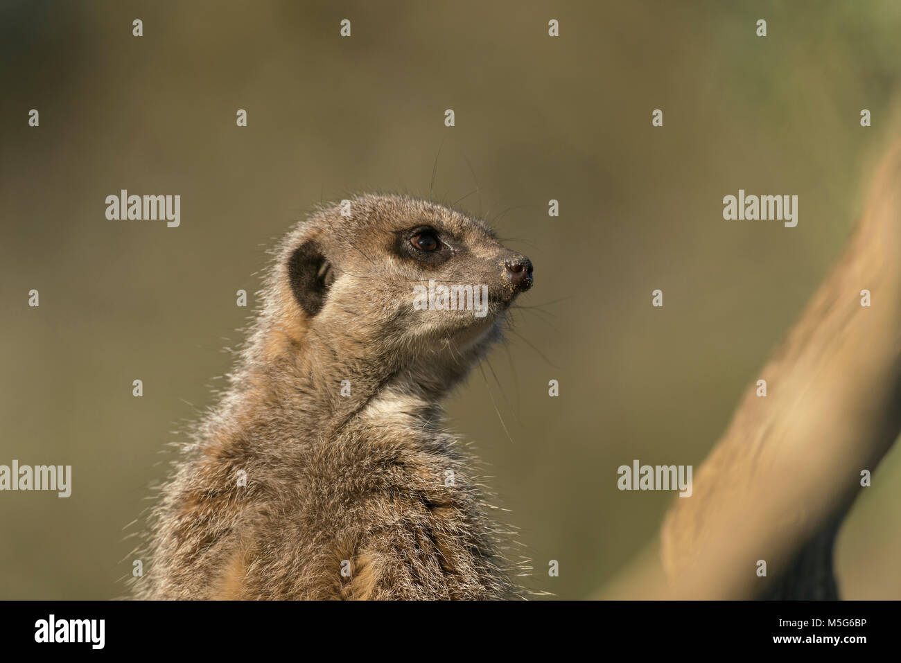 , Suricata suricata o suricat, animales cautivos, a comienzos de la primavera, difuso fondo verde. En busca de signos de peligro Foto de stock