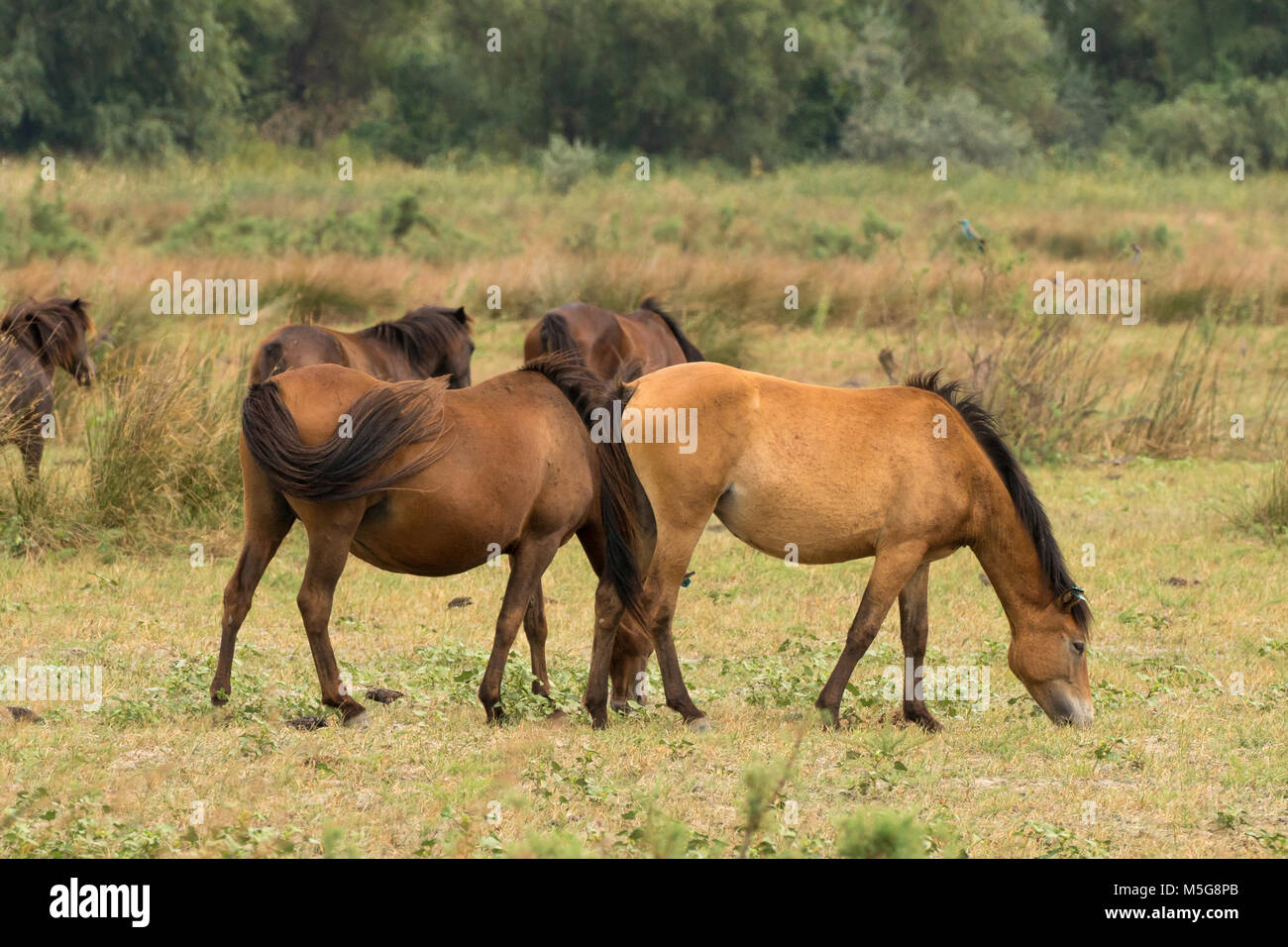 Letea salvajes caballos libres en el Delta del Danubio Rumania Foto de stock