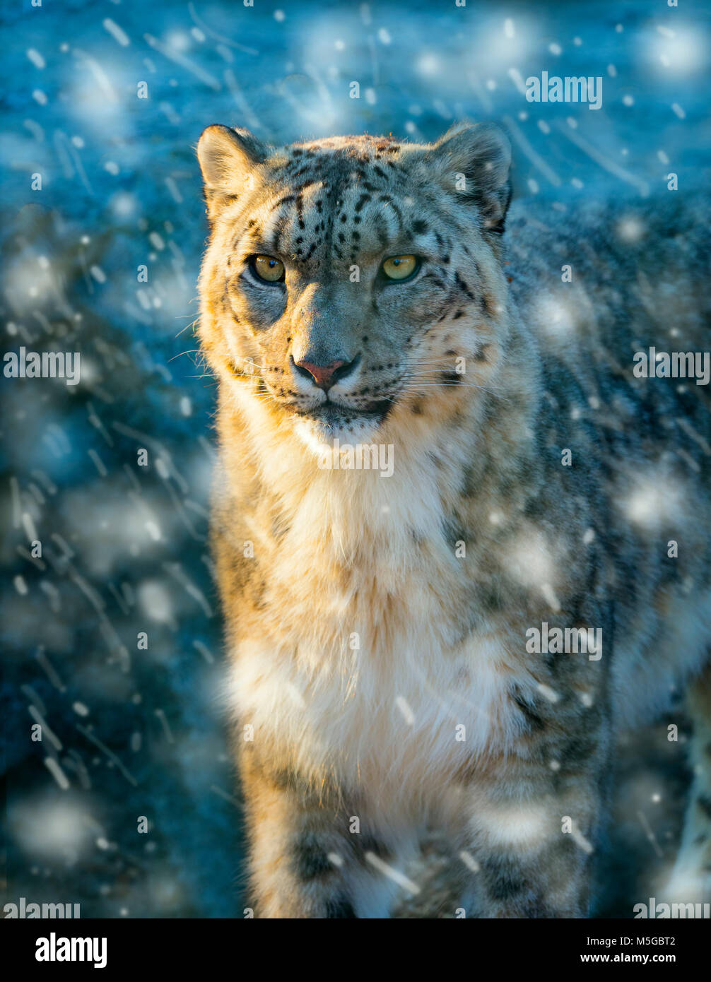 Retrato de leopardo de nieve cautivo o onza Panthera uncia Foto de stock