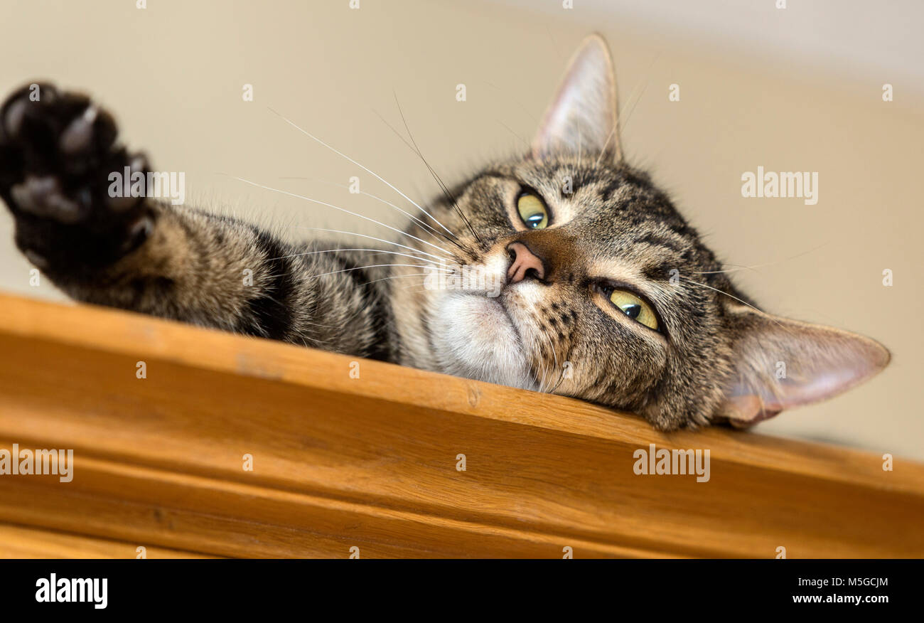 Gato atigrado mirando hacia abajo desde la parte superior del armario Foto de stock