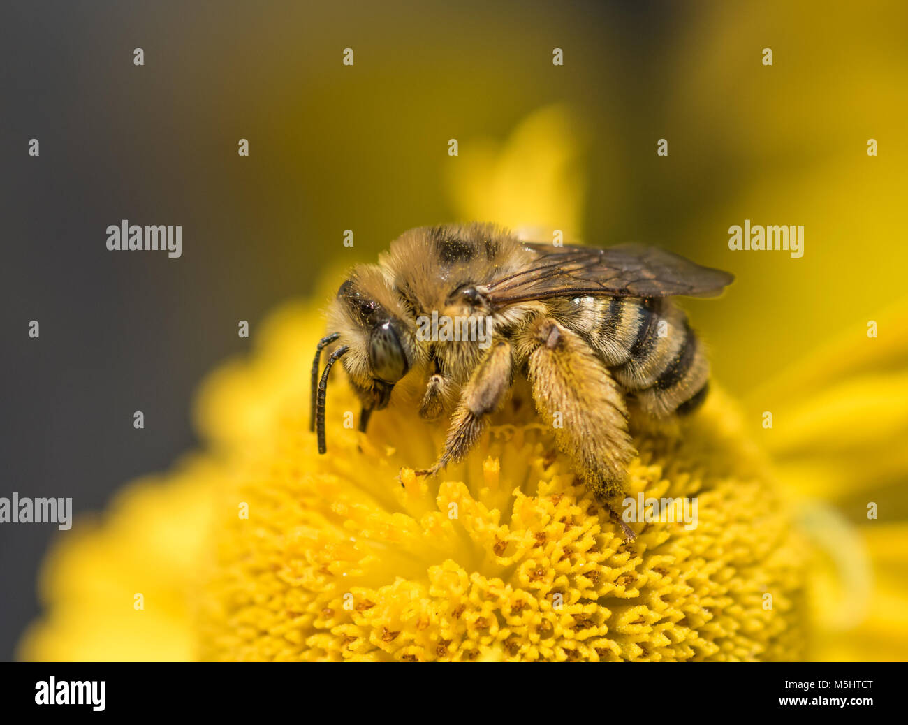 Hembra de cuernos largos de abeja (Melissodes) alimentando y polinizando una flor amarilla (autumnale Sneezeweed helenium) Foto de stock
