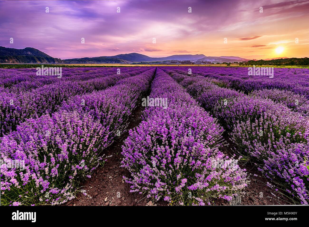 Campo de lavanda en Bulgaria al atardecer. Frangant hermoso campo. Foto de stock