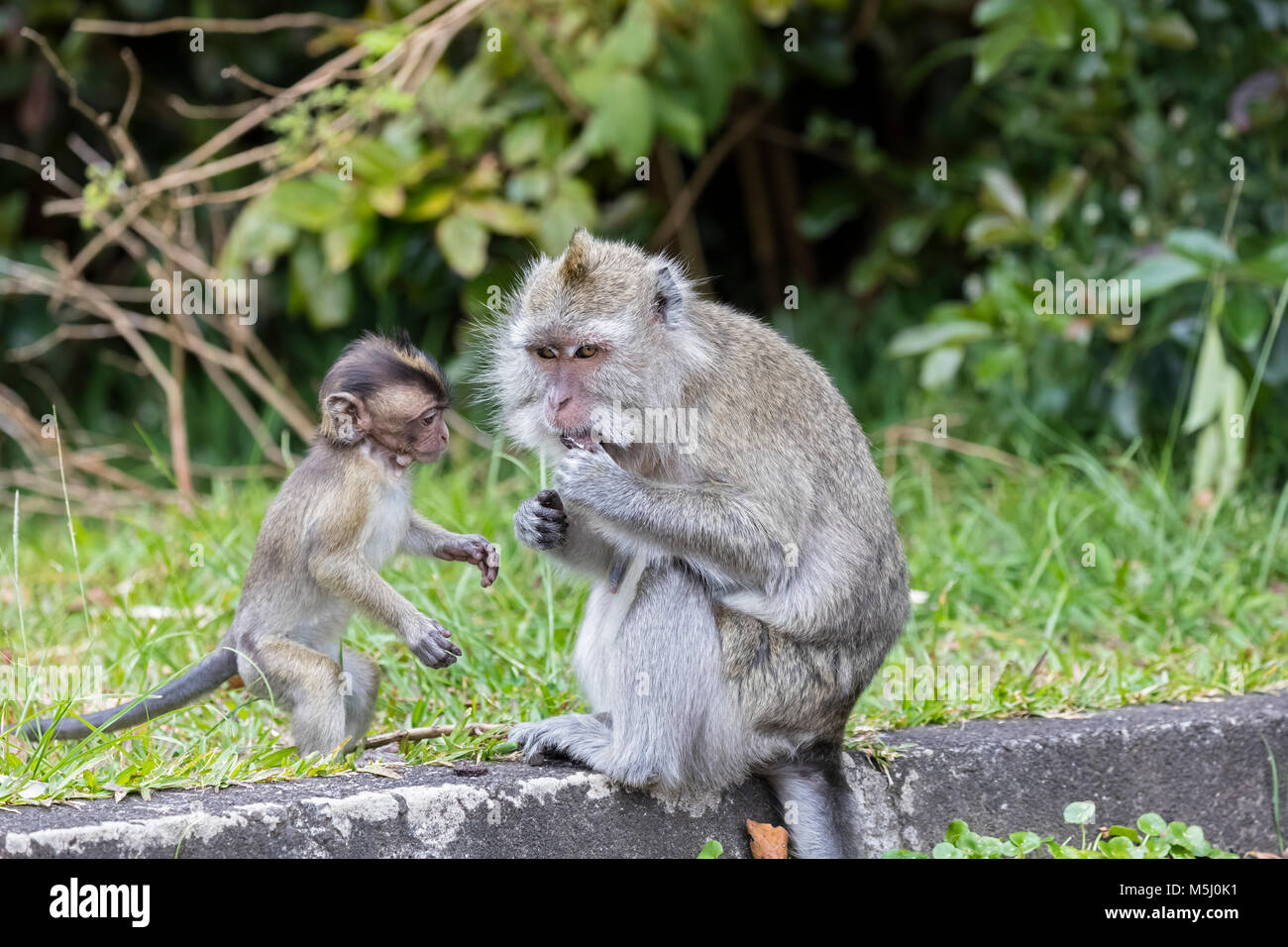 Mauricio, Parque Nacional Black River Gorges, larga cola macaco, macacos de cola larga, madre joven animal Foto de stock
