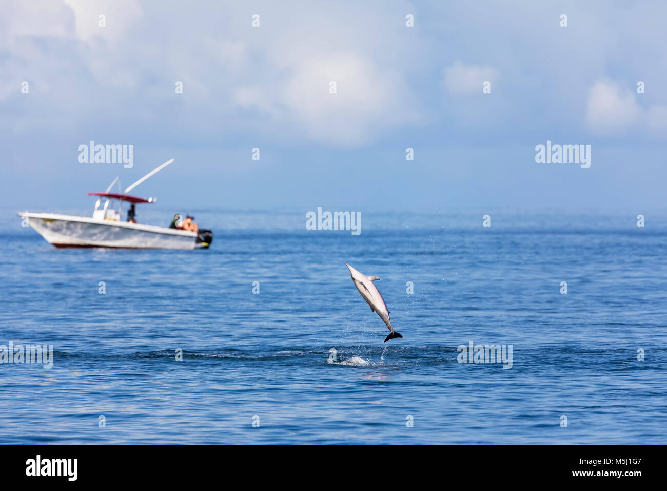 Mauricio, el Océano Índico, delfines saltando, Stenella longirostris Foto de stock
