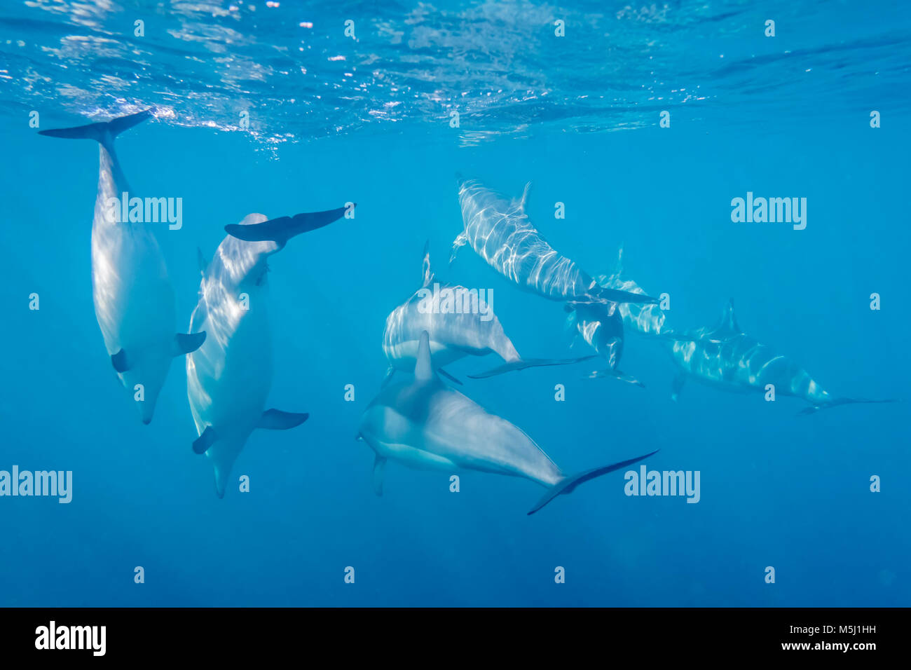 Mauricio, el Océano Índico, delfines nariz de botella, Tursiops truncatus Foto de stock