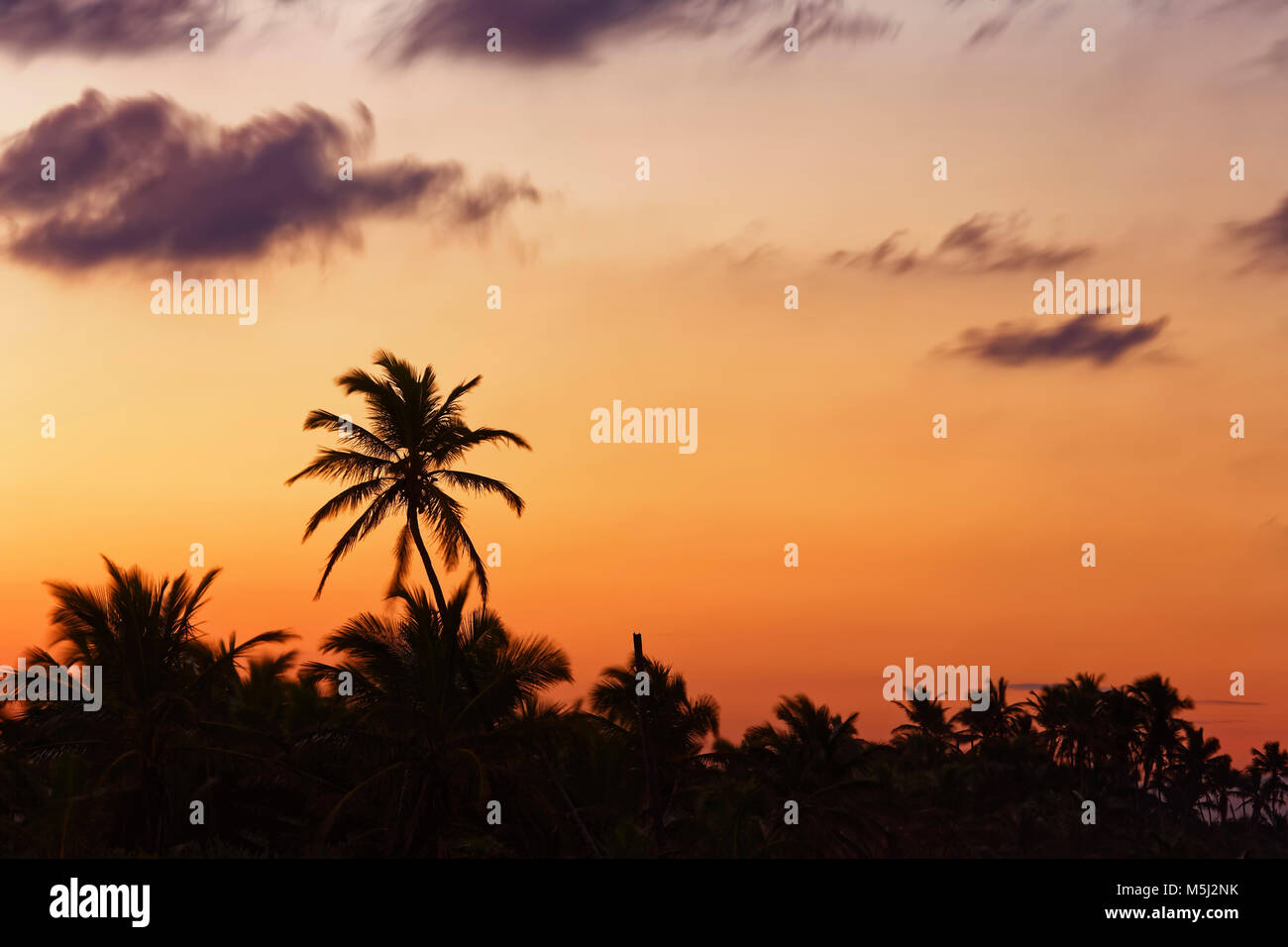 El Caribe, República Dominicana, Punta Cana, Playa Bávaro, siluetas de palmeras al atardecer Foto de stock