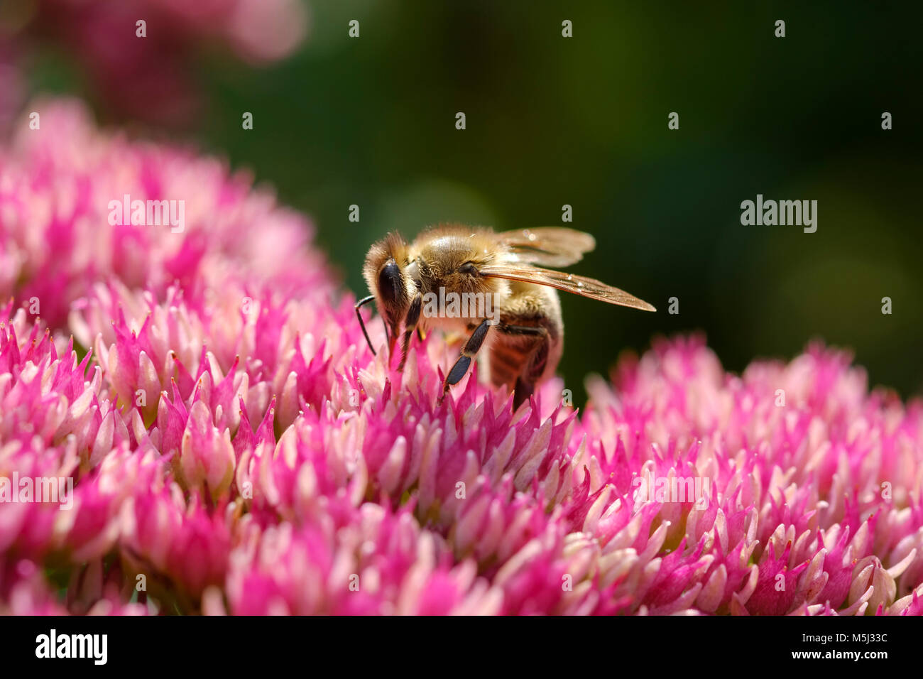 Honigbiene (Apis mellifera) auf Blüte von Fetthenne (Hylotelephium Sedum syn), Bayern, Deutschland Foto de stock