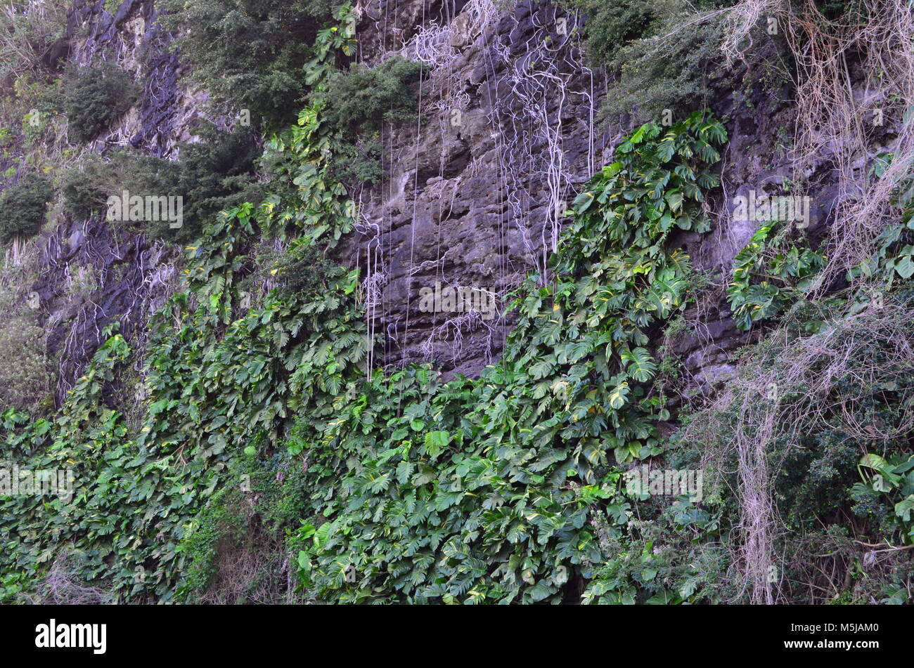Viñas, subiendo la ladera de una colina rocosa en Hawai, con grandes hojas verdes y follaje maravilloso Foto de stock