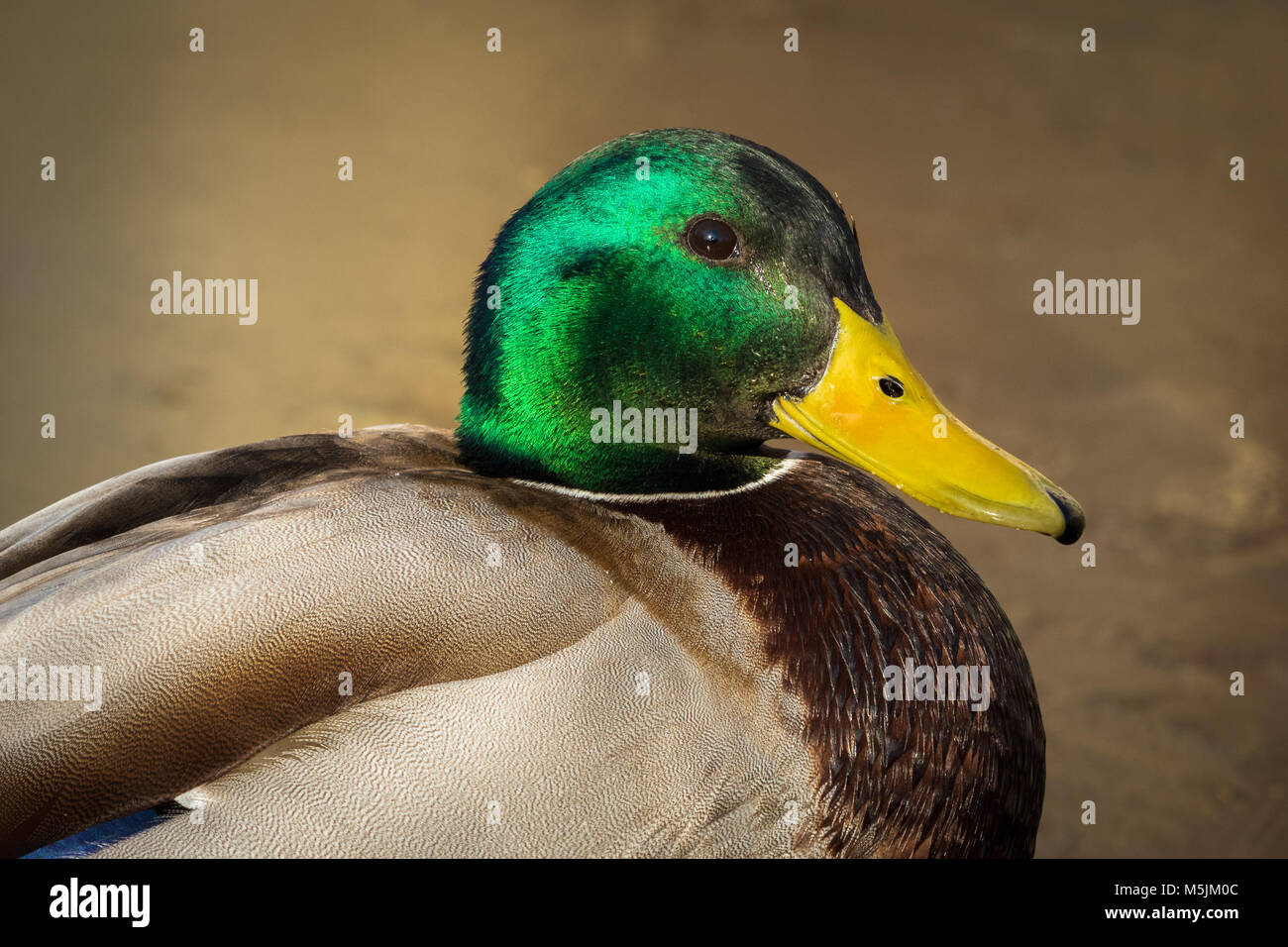 Fondo de pato fotografías e imágenes de alta resolución - Alamy