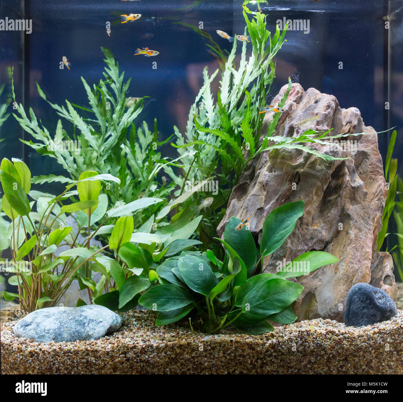 Sus hermosos paisajes tropicales de agua dulce con peces de acuario plantado  Fotografía de stock - Alamy