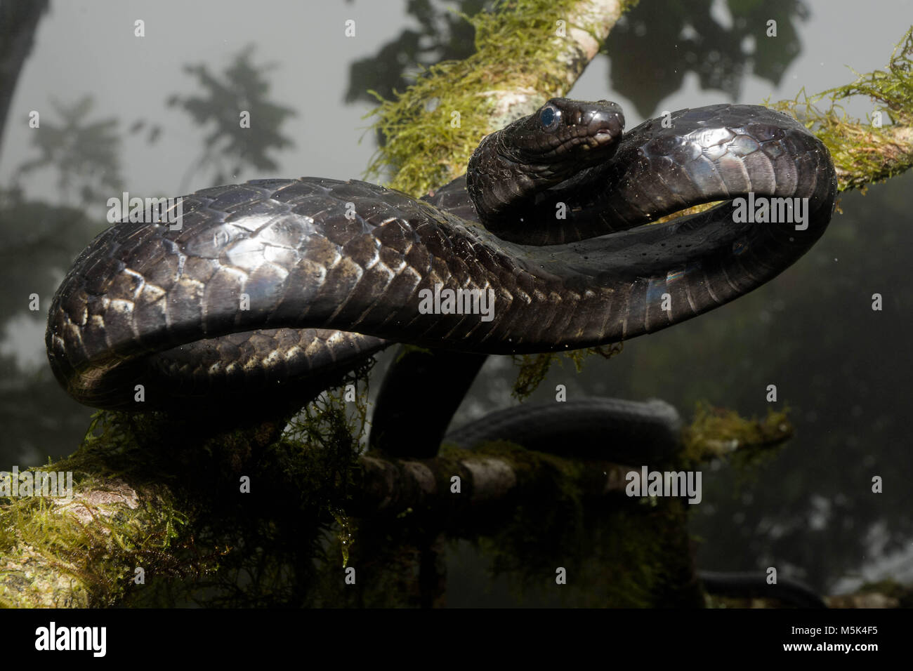Un gran Sipo (Chironius grandisquamis) una especie de serpiente de América del Sur, está alerta y a la defensiva. Foto de stock
