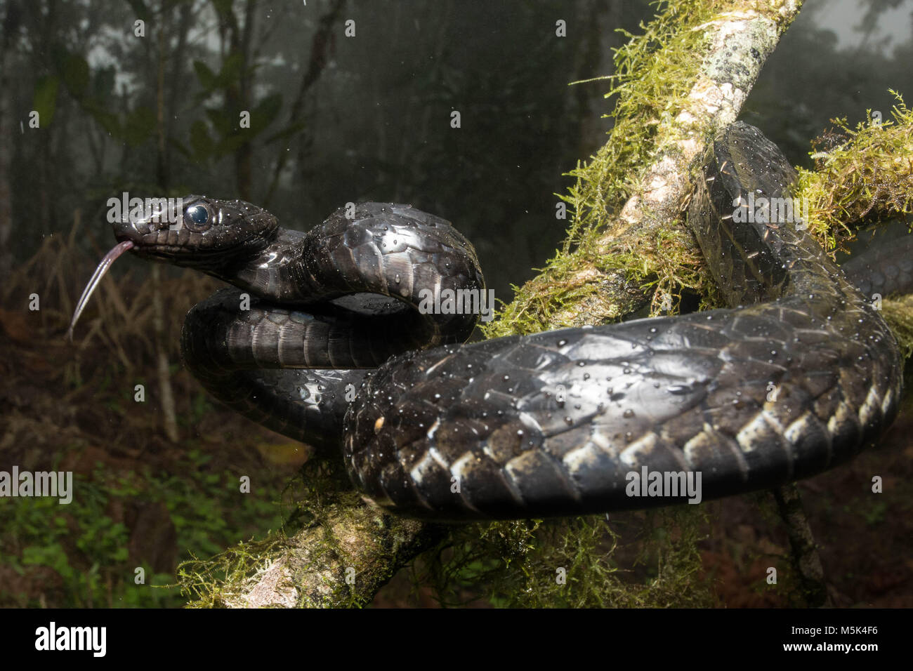 Un gran Sipo (Chironius grandisquamis) una especie de serpiente de América del Sur, está alerta y a la defensiva. Foto de stock