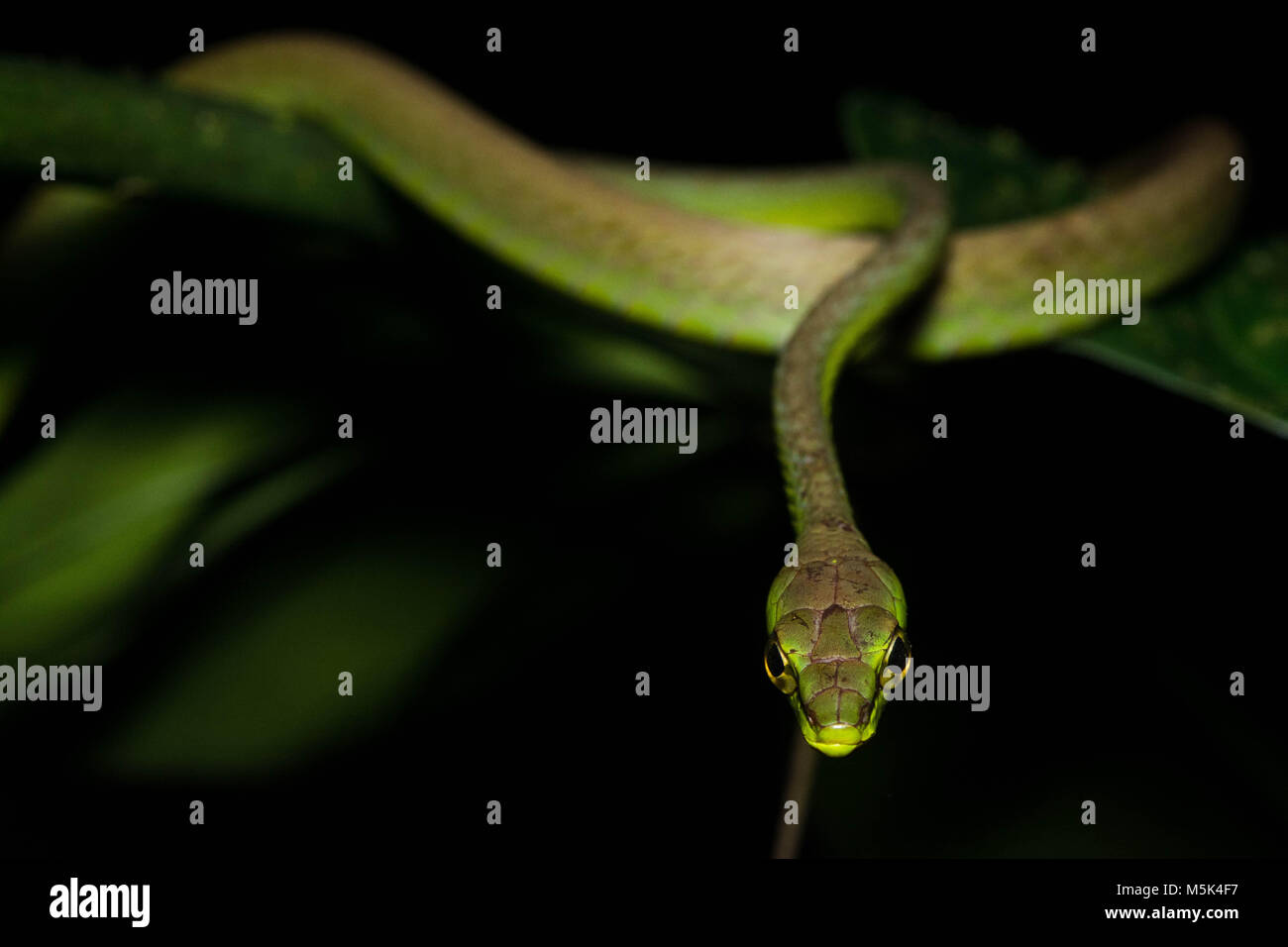 Una vid cope snake (Oxybelis brevirostris) intenta mirar tan duro como sea posible, a fin de ahuyentar a los depredadores. Foto de stock