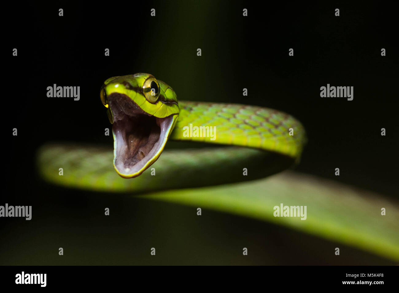 Una vid cope snake (Oxybelis brevirostris) intenta mirar tan duro como sea posible, a fin de ahuyentar a los depredadores. Foto de stock
