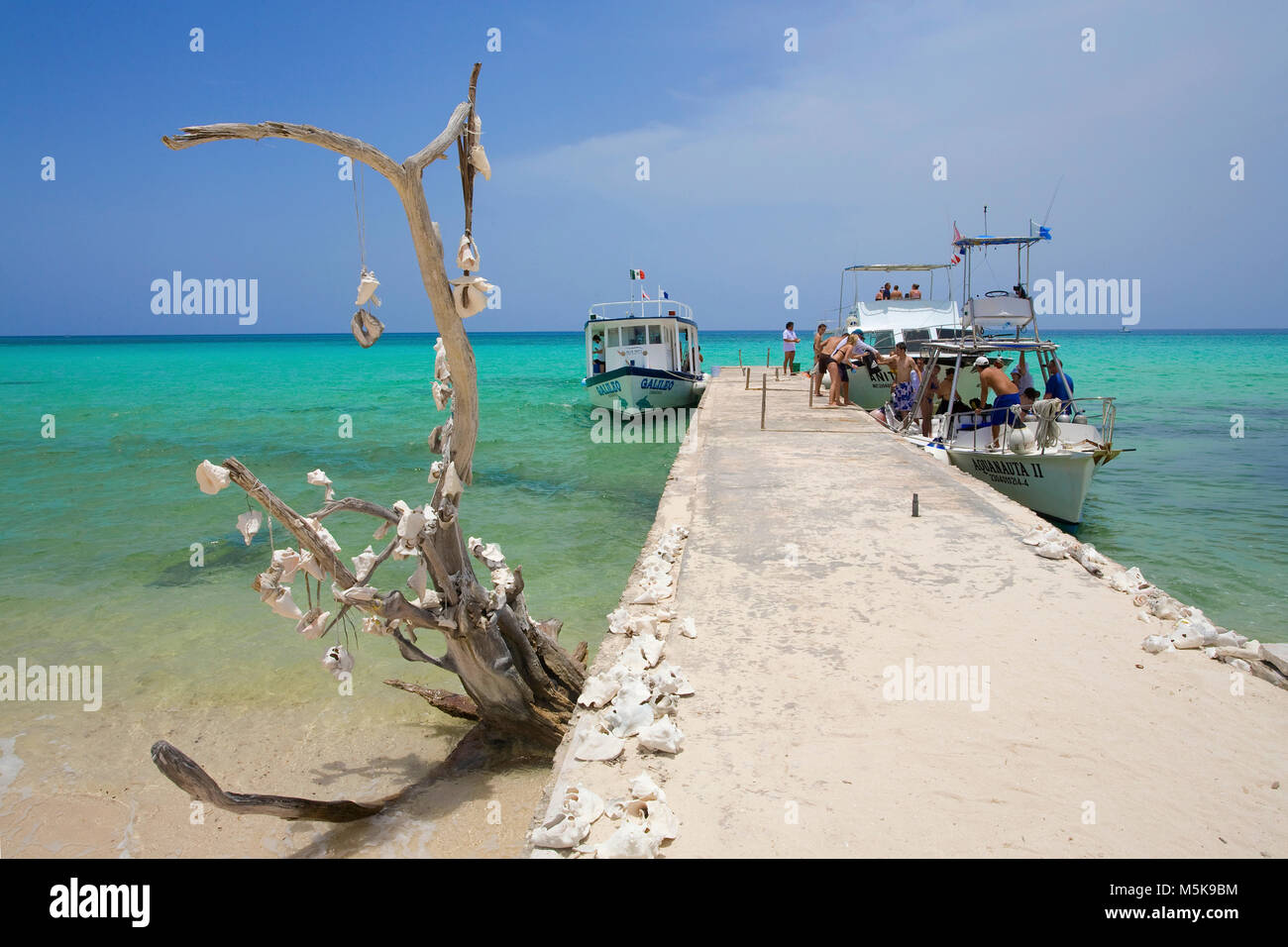 Caracolas colgando en el árbol muerto, bote de buceo en el muelle, Cozumel, México, el Caribe Foto de stock