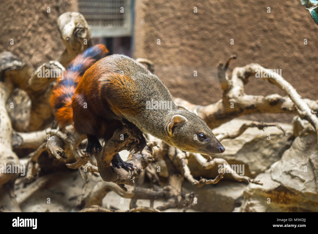 Mangosta de cola blanca Fotos e Imágenes de stock Alamy