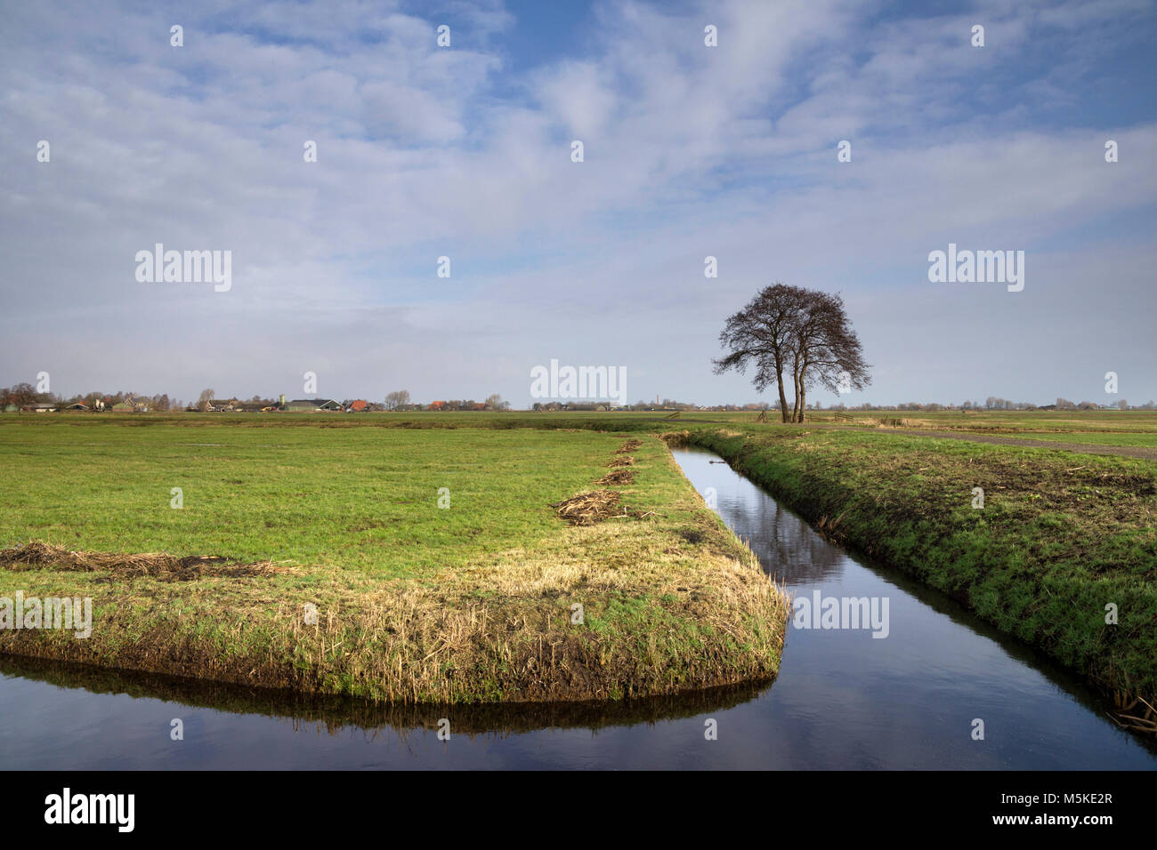 Árbol solitario en un amplio paisaje cerca de la aldea de Frisia Oosterzee Foto de stock