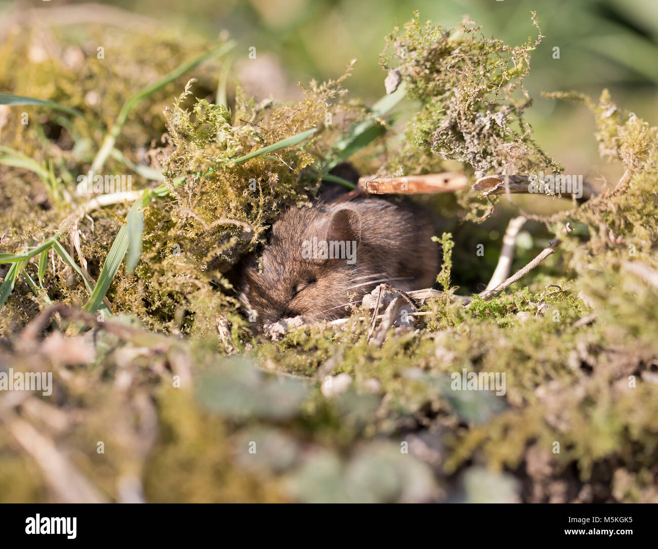 Madera (Apodemus sylvaticus ratón) dormido en un jardín,invierno,2018, UK Foto de stock
