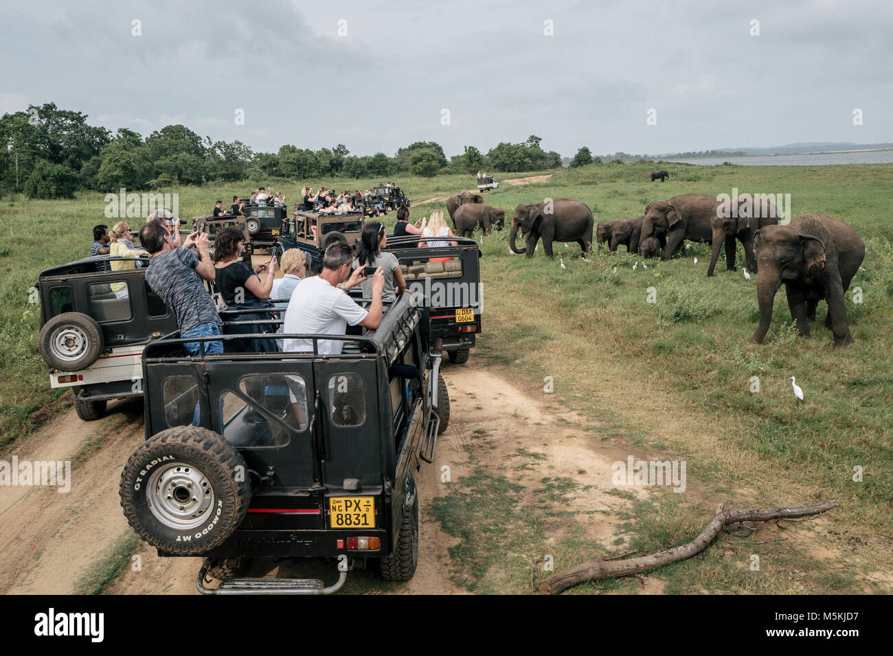 Los elefantes salvajes se reúnen en el Parque Nacional de Minneriya, Sri Lanka. El parque está pensado para contener casi 200 elefantes salvajes. Foto de stock